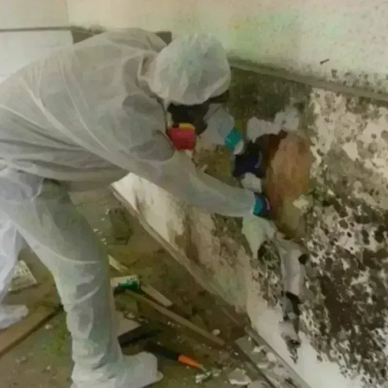 Mold Remediation and Removal in Corralitos, CA